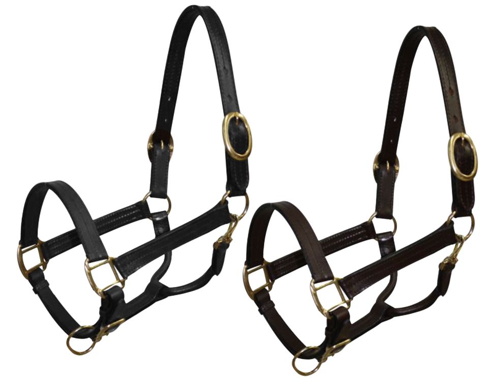Cob size leather halter with brass hardware 6620C