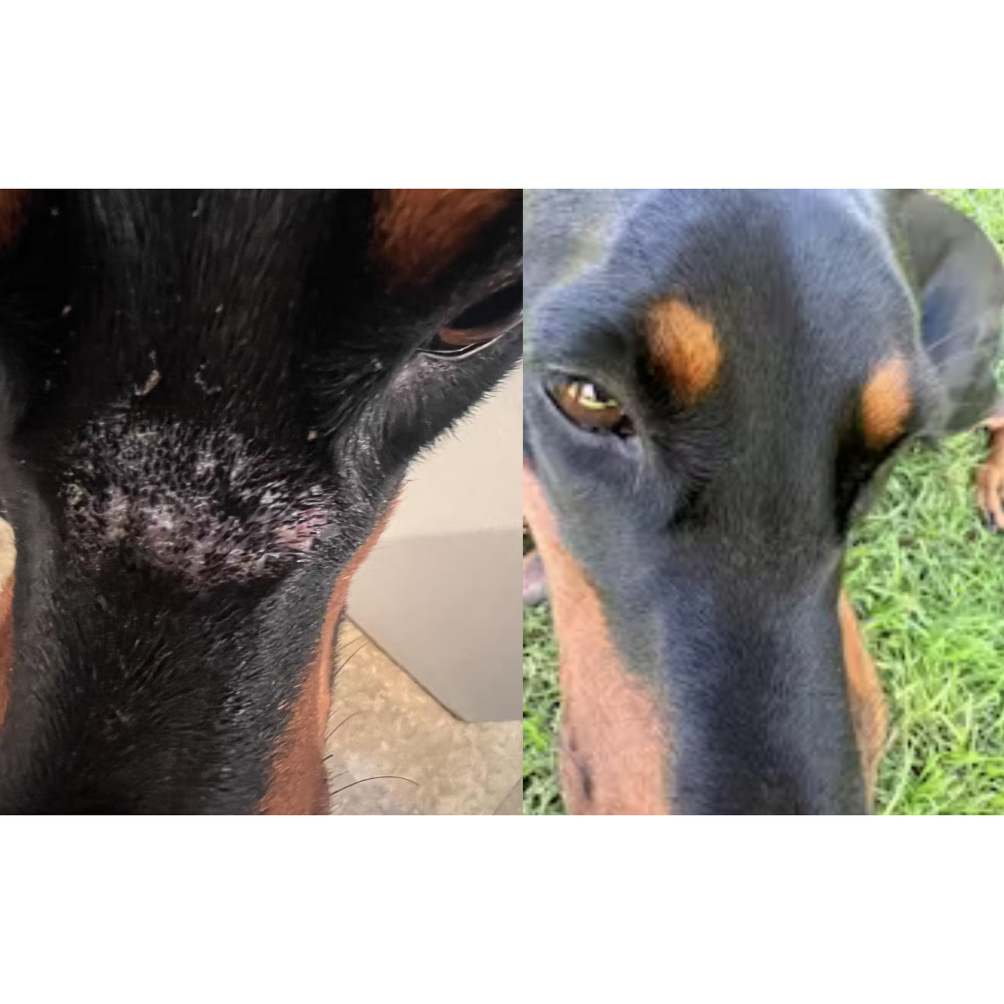 All Natural Hair Regrowth Spray - for Dogs & Horses (4oz or 8oz)